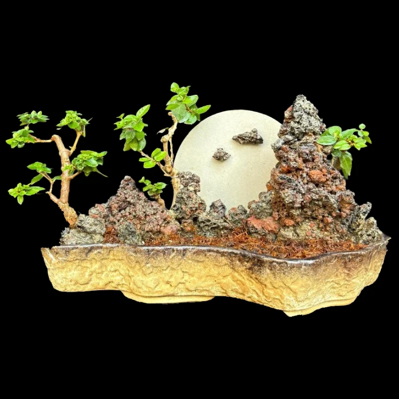 PREMNA MICROPHYLLA